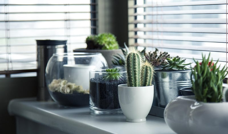 Click and Grow Smart Garden
