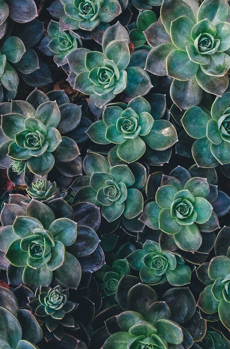 Succulent Wreath Planter